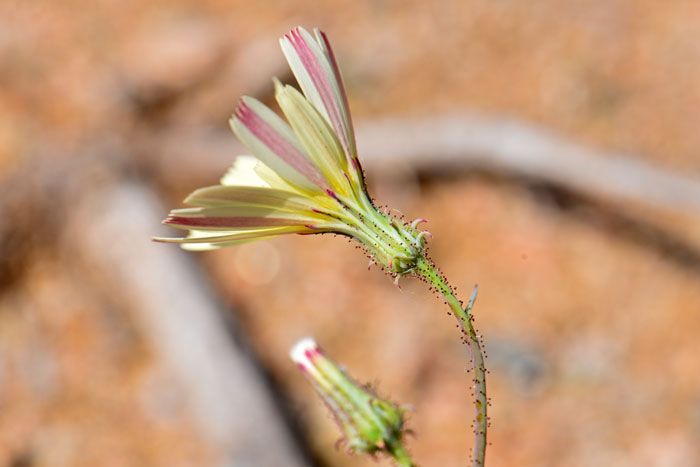 Yellow Tackstem is a smooth, or glabrous, species that has conspicuous dark colored glands on the upper parts of the stem and flowering parts. Calycoseris parryi 